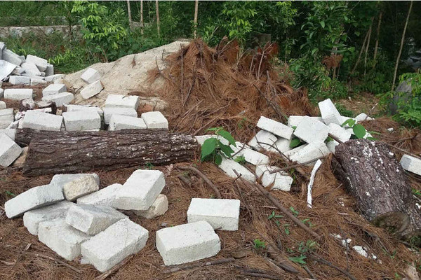 Khởi tố thủ phạm chặt phá gần 3.000m2 rừng thông đặc dụng ở Huế