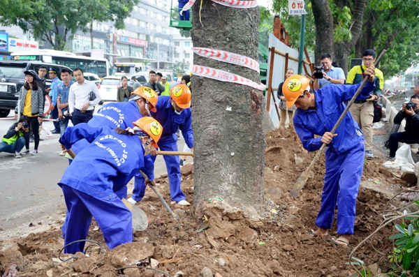 Hà Nội: Chặt hạ, đánh chuyển hàng cây trên đường Phạm Văn Đồng