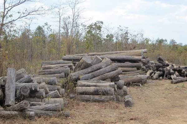 Kiểm điểm tập thể, cá nhân vụ khai thác gỗ trái phép tại Đắk Lắk