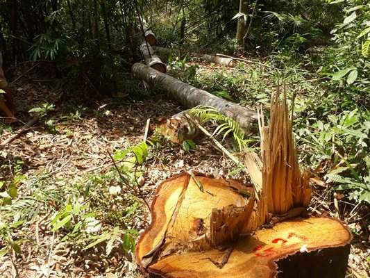 Liên tiếp xảy ra phá rừng nghiêm trọng ở Nghệ An: Cần làm rõ trách nhiệm của ngành Kiểm lâm