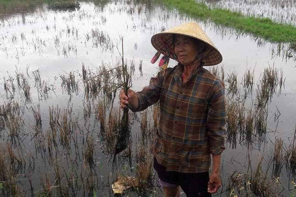 Quảng Bình:  Nhiều diện tích ruộng bị nhiễm mặn, dân lo không có đất canh tác