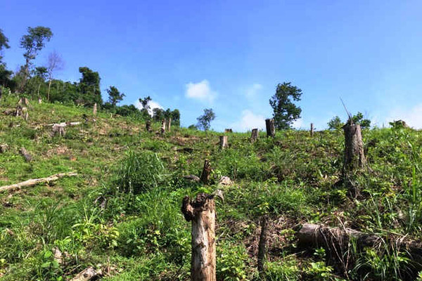 Chủ tịch tỉnh Bắc Giang chỉ đạo xử lý nghiêm cán bộ nếu để xảy ra phá rừng