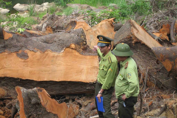 Tháo gỡ khó khăn trong khôi phục rừng vùng Tây Nguyên