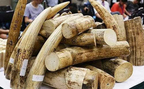 Hơn 47 kg ngà voi gửi từ Đức về Việt Nam qua đường bưu điện