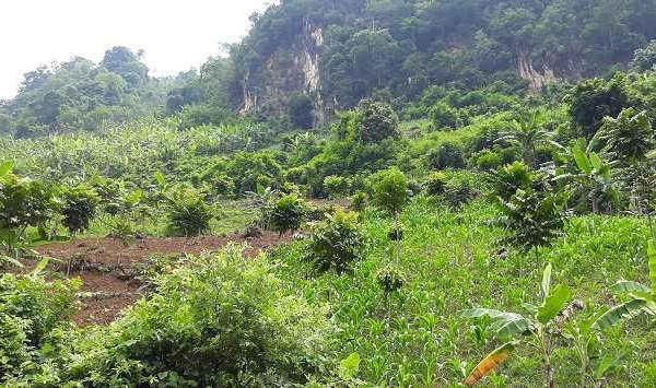 Lai Châu: Trồng rừng thay thế vượt kế hoạch giao