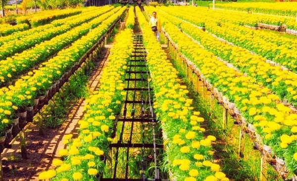 Đồng Tháp: Phấn đấu phát triển làng hoa kiểng Sa Đéc thành "thành phố hoa" vào năm 2020