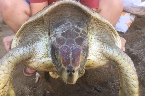 Huế: Thả rùa biển quý hiếm nặng 12kg về biển