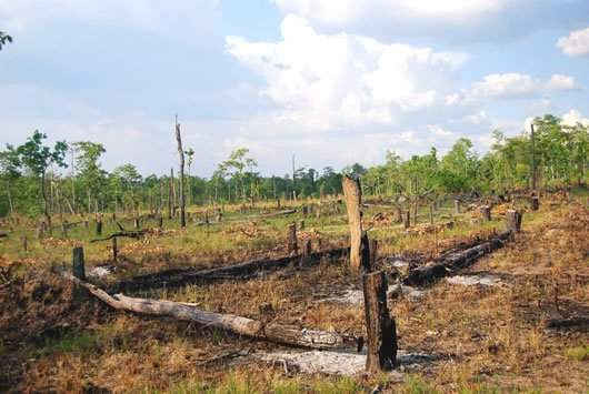Tự ý phá rừng nghèo trồng cây có thể bị thu hồi đất