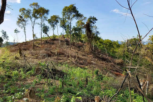 Điện Biên: Xử phạt 100 triệu đồng doanh nghiệp phá rừng đặc dụng Mường Phăng