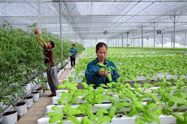 Khó tích tụ ruộng đất cho phát triển nông nghiệp công nghệ cao: Tháo gỡ thế nào?