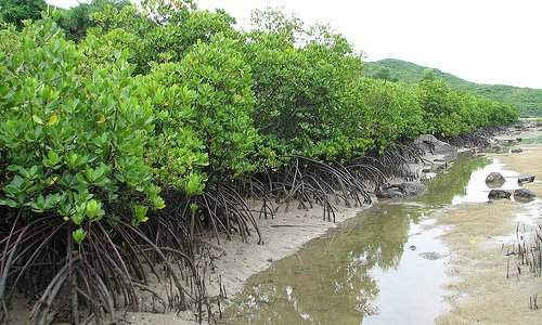Quyền lợi khi tham gia trồng rừng ven biển
