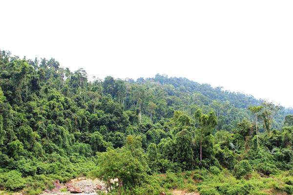 Đà Nẵng: Thu hồi 12,9 ha rừng dự án đường Hồ Chí Minh đoạn La Sơn - Túy Loan