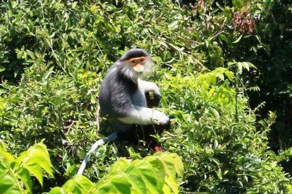Quảng Trị: Phát hiện đàn voọc quý hiếm, đàn khỉ "khủng" trong rừng