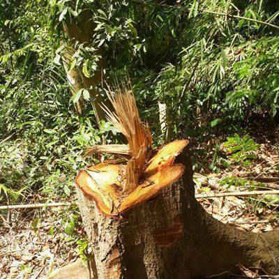 Nghệ An: Vấn đề phá rừng làm “nóng” phiên chất vấn HĐND tỉnh