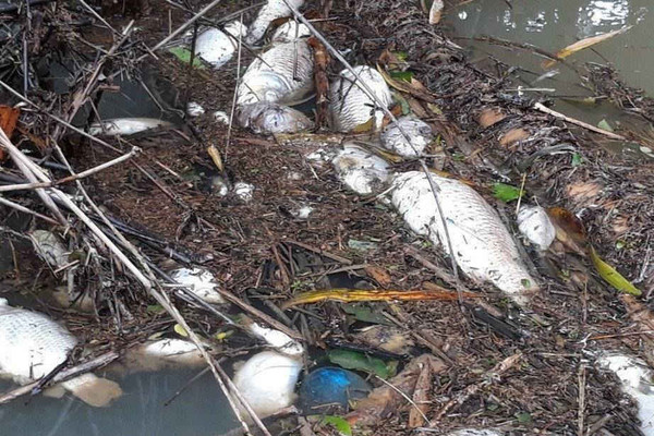 Quảng Ngãi: Tìm nguyên nhân cá chết bất thường trên sông Phủ