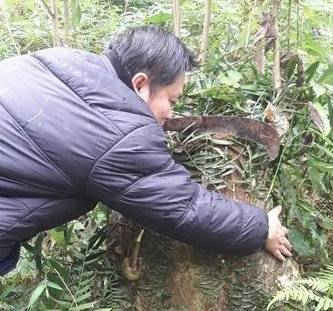 Thị xã Thái Hòa (Nghệ An): Chủ rừng “lén” phá rừng?