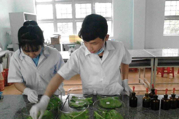 Gia Lai: Thành công của học sinh THPT chế ra phân hữu cơ để trồng rau sạch
