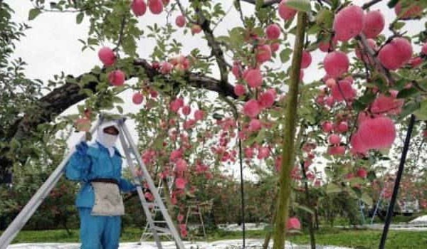 Khám phá táo tươi vùng Aomori Nhật Bản