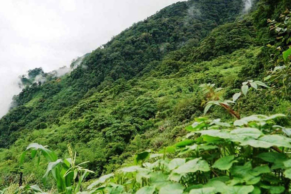 Tuân thủ các quy định về quản lý, bảo vệ rừng mới được hưởng cơ chế khuyến khích, bảo tồn, phát triển Sâm Ngọc Linh