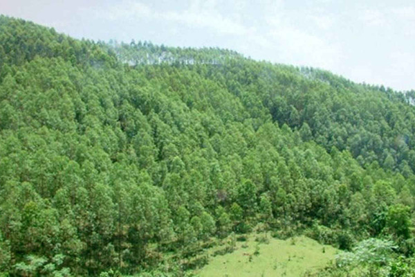 Quảng Ngãi: Rà soát, chuyển đổi đất, rừng phòng hộ ít xung yếu sang quy hoạch rừng sản xuất