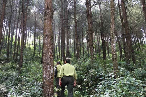 Sơn La phấn đấu giảm mạnh 15% số vụ vi phạm Luật Bảo vệ rừng