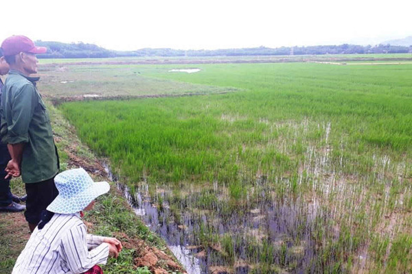 Bình Định: Ruộng lúa bị “đầu độc” bởi nước thải