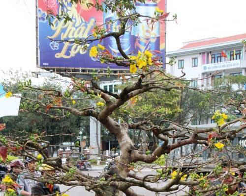 Bình Định: Mai kiểng trăm triệu đổ bộ chợ hoa Tết xứ Nẫu