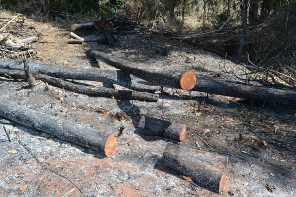 Đắk Nông: Hơn 20 hecta rừng bị tàn phá vào dịp giáp Tết Mậu Tuất