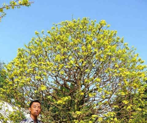 TP Cần Thơ: “Hoa mắt” trước cây mai vàng hình nấm được cắt tỉa gần 40 năm