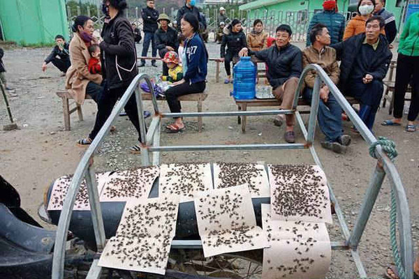 Dân mang ruồi đến phản đối nhà máy rác vì ô nhiễm