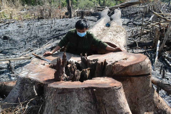 Đắk Nông: “Có sự buông lỏng trong quản lý của chủ rừng tạo điều kiện cho các đối tượng phá rừng”