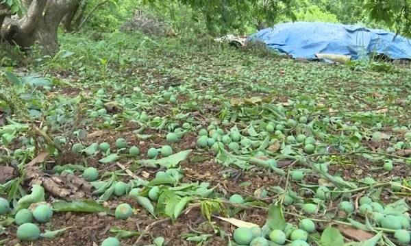 Mộc Châu - Sơn La: Mưa đá gây thiệt hại nhiều diện tích cây ăn quả