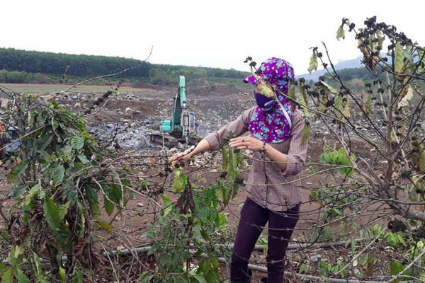 Gia Lai: Tạm dừng hoạt động mỏ đá bị dân tố gây ảnh hưởng đến vườn cà phê