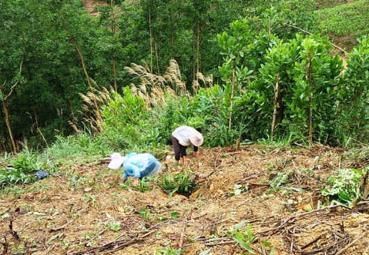 Gia hạn thời gian thực hiện phương án giao rừng gắn với giao đất huyện Trà Bồng