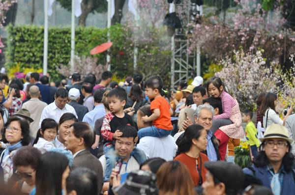 Hàng nghìn người dân ngắm hoa anh đào giữa Thủ đô Hà Nội