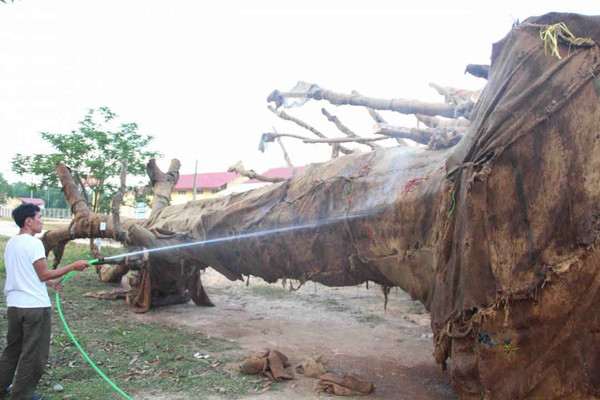 Vụ vận chuyển 3 cây gỗ “khủng” trái phép: Kiểm lâm đã nhận hồ sơ