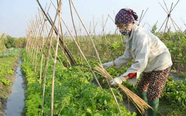 Nông nghiệp hữu cơ: Cần nhiều hơn những quy chuẩn