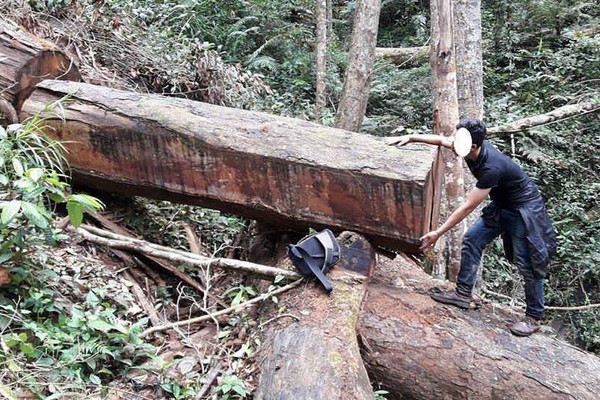 Gia Lai: Khởi tố vụ phá rừng quy mô lớn ở rừng Chư Đăng Ya