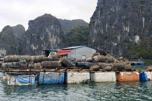 Hải Phòng: Sẽ cắt giảm lồng bè nuôi thủy sản ở vịnh Cát Bà