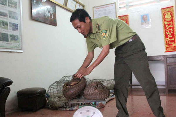 Quảng Trị: Phát hiện 15 cá thể tê tê quý hiếm được vận chuyển lén lút qua biên giới