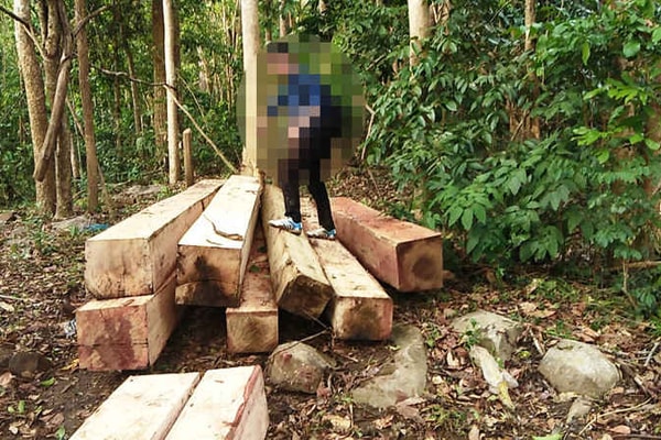Gia Lai: Tổ chức truy quét, kiểm tra hiện trường số gỗ lậu cất giấu trong rừng