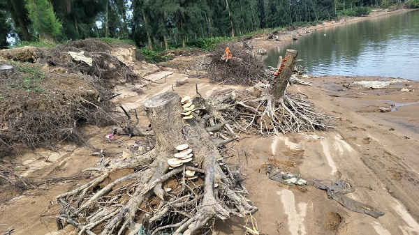 TP.Thanh Hóa: Dân bức xúc về tình trạng khai thác cát trái phép gây sạt lở bờ sông