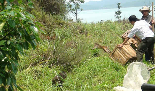 Quảng Ninh: Thả nhiều cá thể khỉ và rắn về môi trường tự nhiên