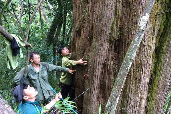 Hà Tĩnh: Phát hiện cây pơ mu "khủng" khoảng 1.000 năm tuổi
