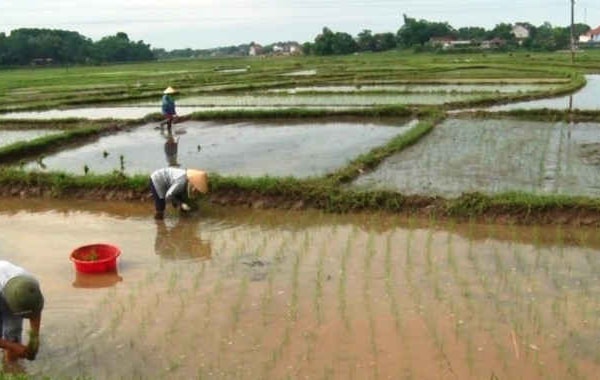 Thái Nguyên: Dồn điền đổi thửa - bước đột phá trong xây dựng nông thôn mới