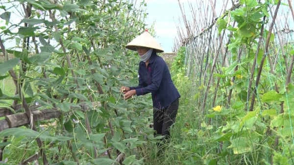 Ninh Bình: Doanh nghiệp thuê đất cùng sản xuất