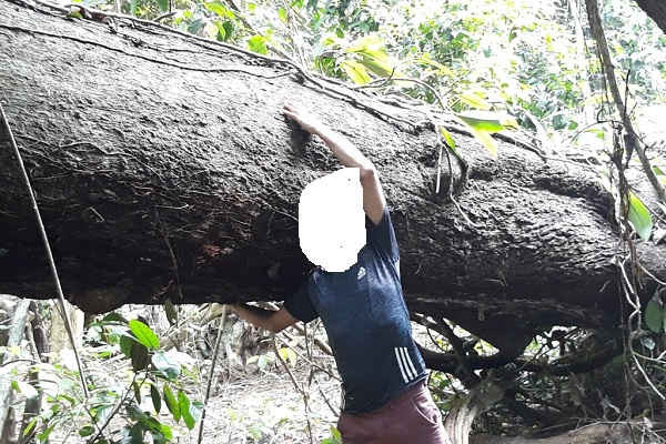 Tình trạng phá rừng ở Vườn quốc gia Cúc Phương vẫn chưa được kiểm soát