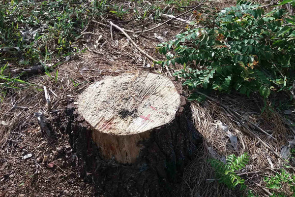 Quảng Trị: Rừng “chảy máu”, tỉnh thành lập chốt chặn bảo vệ rừng