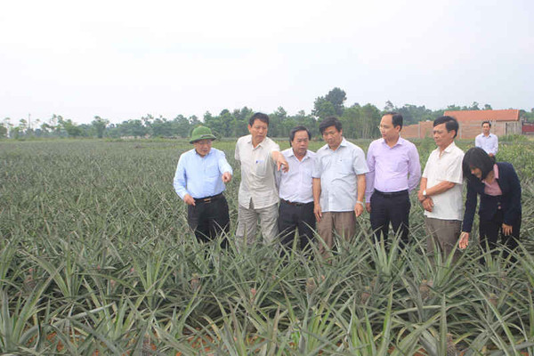 Quảng Trị phát triển vùng nguyên liệu trồng dứa