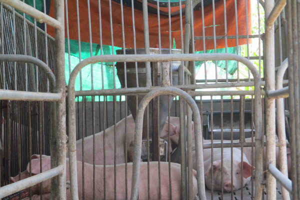 Bình Định: Dân kêu trời vì trại nuôi heo nằm trong khu dân cư